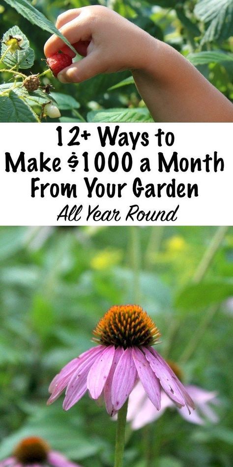 12+ Ways to Make an Extra $1000 a Month From Your Garden ~ Year Round! ~ A home garden is a great opportunity to earn a extra income from something you already love all year round. Money Honey, Organic Gardening Tips, Vegetable Gardening, Extra Income, Medicinal Herbs, Gardening For Beginners, Raised Beds, Growing Vegetables, Shade Garden