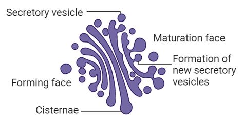 Golgi apparatus is an important organelle present in animal and plant cells. Golgi apparatus is a complex structure made up of cisternae and its associated secretory vesicles. #cell #biology #golgiapparatus #diagram Golgi Complex Diagram, Golgi Apparatus Diagram, Golgi Apparatus, Complex Structure, Plant Cells, Nerve Cells, Eukaryotic Cell, Biology Lessons, Structure And Function