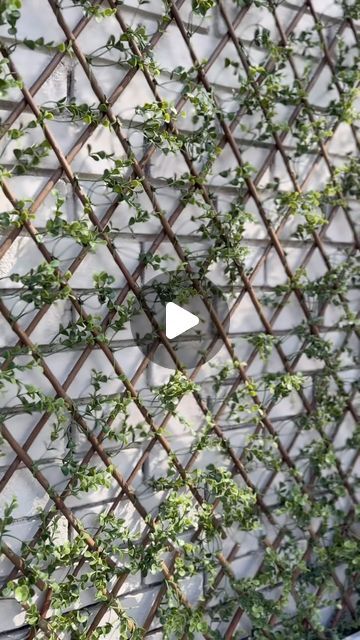 Meredith | Modern Southern Style on Instagram: "Comment “TW4” for the sources! I love it! This artificial trellis wall looks incredibly real 😱 hands down, one of my favorite projects I’ve done to date!  A trellis like this would have taken years to grow, and you have to have certain conditions and know-how to execute it properly. This project took me a few hours total 👉🏼 I stacked 4 of the faux trellis grids on top of each other to create a beautiful wall install on this fireplace facade. What do you think?   Is this something you’ll try at your home? Patio season is here! And I couldn’t be more excited. Comment below for the links to shop this & more exact patio items featured on my Amazon storefront! . . . #amazonhome #patiotransformation #outdoordecor #gardeninghacks #trellis #trelli Trellis Wall, Wall Trellis, Fireplace Facade, Amazon Storefront, White Gardens, Amazon Home, Southern Style, Small Garden, Beautiful Wall