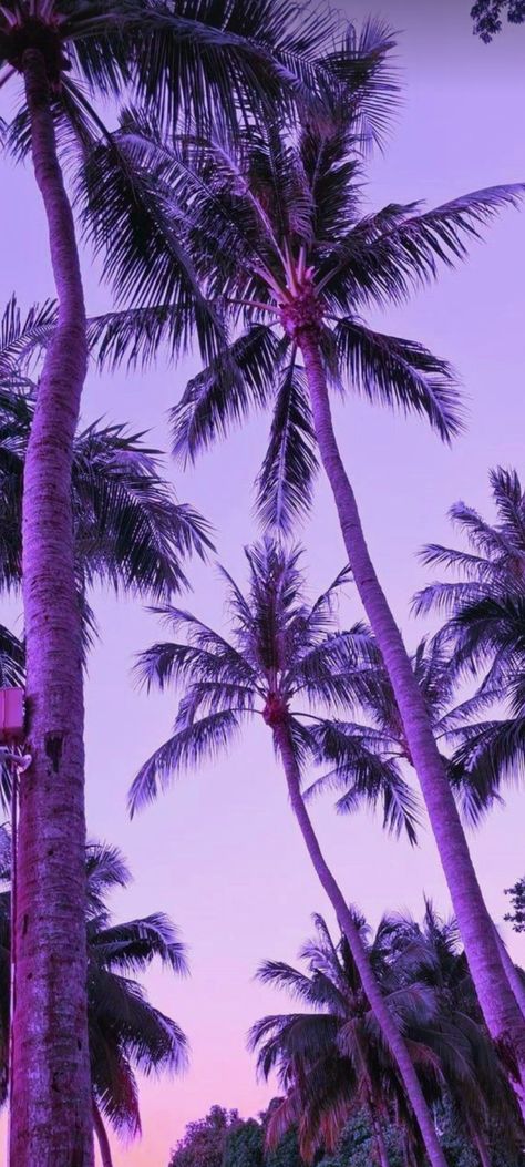 Purple Palm Trees, Barbie Apartment, Backgrounds Computer, Sunset Beaches, Obx Vibes, Purple Aesthetics, Cute Posters, Wallpaper Vibes, Purple Beach