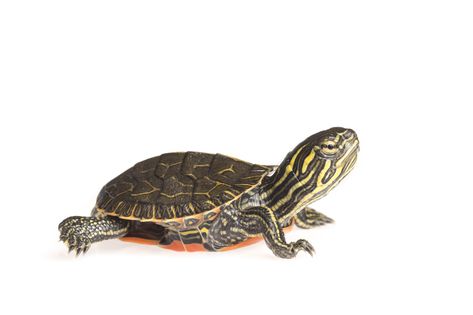 https://flic.kr/p/2gjLmGn | Western painted turtle hatchling | Western painted turtle hatchling (Chrysemys picta).   Photographed at Gavins Point National Fish Hatchery by Sam Stukel (USFWS). Western Painted Turtle, Woodland Painting, Painted Turtle, Fish Hatchery, Public Domain Photos, Turtle Tattoo, Turtle Painting, Public Domain, Fish