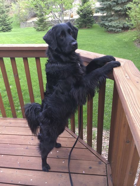 Dog Therian, Black Golden Retriever, Black Dogs Breeds, Flat Coated Retriever, Cute Dog Pictures, Silly Animals, Cute Dogs And Puppies, Cutest Thing Ever