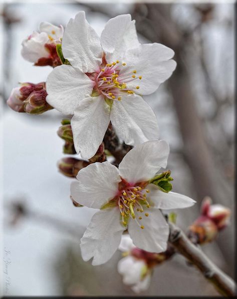 Almond Blossoms Oracle Character, Blossom Photography, Almond Blossoms, Prophetic Art, Almond Blossom, Almond, Blossom, Design Ideas, Character Design