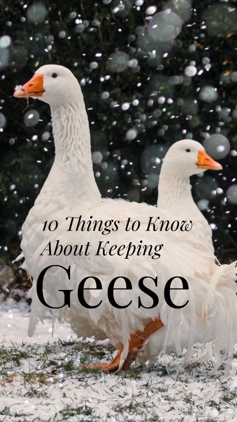 Diy Goose House, Geese Coop Ideas, Goose Enclosure Ideas, Goose Coop Diy, Goose Shelter Ideas, Goose Pen Ideas, Goose Coop Ideas, Goose Habitat, Goose Enclosure