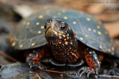 Yellow Bellied Slider, Spotted Turtle, Tmnt Au, Turtle Species, Box Turtles, Tortoise Care, Canadian Wildlife, Habitat Destruction, Box Turtle