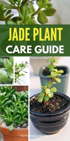 Jade Plant Pruning, Jade Plant Care, Succulent Potting Mix, Plant Care Guide, Jade Plant, Survival Gardening, Succulent Soil, Crassula Ovata, Succulent Gardening