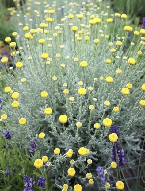 Santolina Plant, Santolina Chamaecyparissus, Cotton Lavender, Lavender Cotton, Dry Garden, Gravel Garden, Coastal Gardens, Garden Shrubs, Moon Garden