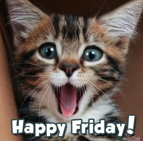 Friday Cat Humor, Good Morning Friday Cats, Happy Friday Cats, Bake Beans, Happy Friday Pictures, Funny Good Morning Messages, Friday Cat, Good Morning Cat, Friday Wishes