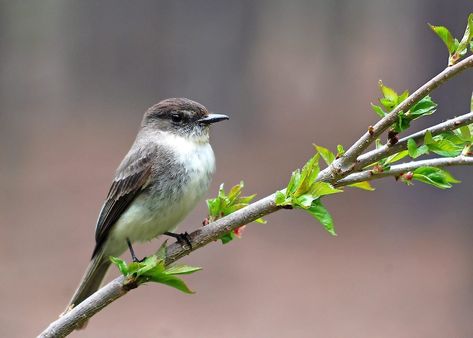 8 Great Spring Birding Moments Phoebe Bird, Brown Birds, Signs Of Spring, Brown Bird, Spring Birds, Bird Watcher, How To Attract Hummingbirds, Spring Sign, Backyard Birds