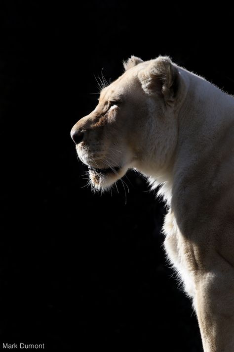 https://flic.kr/p/E1HaAN | White Lion Profile White Lion Images, White Lion Aesthetic, Lion Reference Photography, Lion Photo Black And White, Lion Profile, Majestic Lion Photography, World Lion Day, White Wallpapers, White Lions