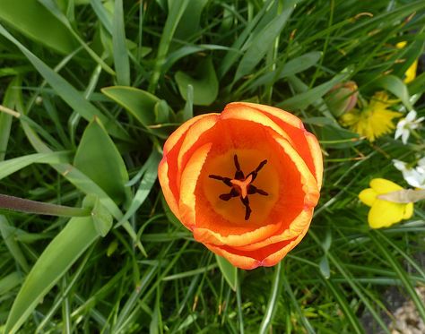 Orange Tulip from above Tulips Top View, Tulip From Above, Orange Tulips, Yellow Tulips, Garden Photos, Birds Eye View, Creative Outlet, Birds Eye, Top View