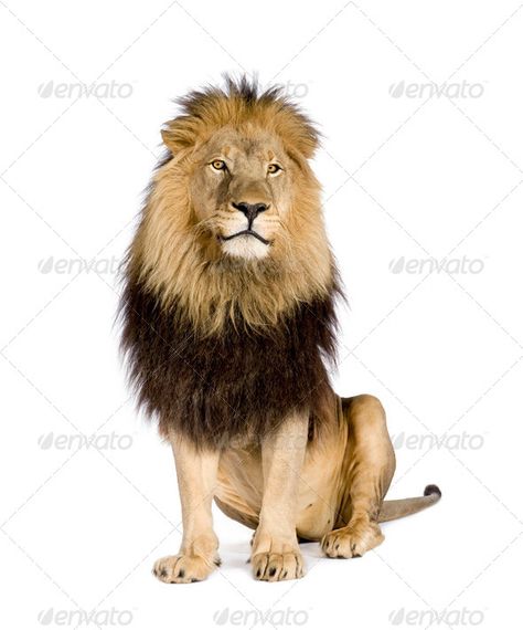 Lion (4 and a half years) - Panthera leo by Lifeonwhite. Lion (4 and a half years) ¨C Panthera leo in front of a white background#Panthera, #leo, #Lion, #years Albino Lion, Adventure Time Style, Panthera Leo, Beautiful Lion, Lion And Lioness, Leo Lion, Lion Images, Cat Reference, Male Lion