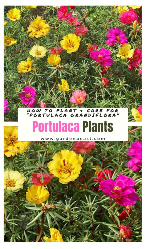 Portulaca Ground Cover, Portulaca Flowers Pots Ideas, Moss Roses Ground Cover, Purslane Plant Potted, Moss Rose Planting Ideas, Portaluca Flowers, Portulaca Flowers Planting Ideas, Moss Rose Garden Ideas, Portulaca Flowers Ideas