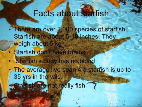 Starfish Anatomy, Starfish Facts, Assignment Ideas, Animal Science, Marine Biology, Animal Facts, Marine Animals, College Life, Starfish