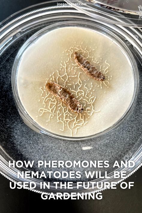 Nematodes, also known as roundworms, are the most abundant animals on earth but largely misunderstood. Here's what you need to know about how pheromones and nematodes will be used in the future of gardening. (Photo Courtesy of Dr Fatma Kaplan) Bad Bugs, Insect Pest, Plant Diseases, Proven Winners, Gardening Advice, Soil Improvement, Beneficial Insects, Raised Bed, Garden Pests