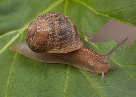 Garden Snails, Snail Tattoo, Garden Snail, Manatee Florida, Three Toed Sloth, Insect Species, Snails In Garden, Giant Tortoise, Biology Facts