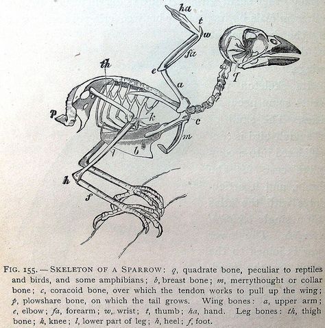 skeleton of a sparrow, 1884 Birds Anatomy, Oddities Display, Prints For Journal, Bird Skeleton, Old Book Illustrations, Sparrow Art, Animal Skeletons, Mouse Costume, Vintage Science