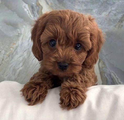 Cute Fluffy Dogs, Cute Small Dogs, Cute Dogs Images, Very Cute Puppies, Super Cute Puppies, Cute Small Animals, Cute Animals Puppies, Very Cute Dogs, Really Cute Dogs