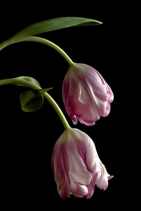 Pink Parrot, Flowers Black Background, Flower References, Flower Reference, Parrot Tulips, Dark Flowers, Nothing But Flowers, Flower Therapy, Pink Tulips