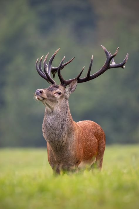 Elk Pictures, Water Deer, Red Deer Stag, Male Deer, Animal Photography Wildlife, Big Deer, Red Eyed Tree Frog, Spiritual Animal, Red Forest