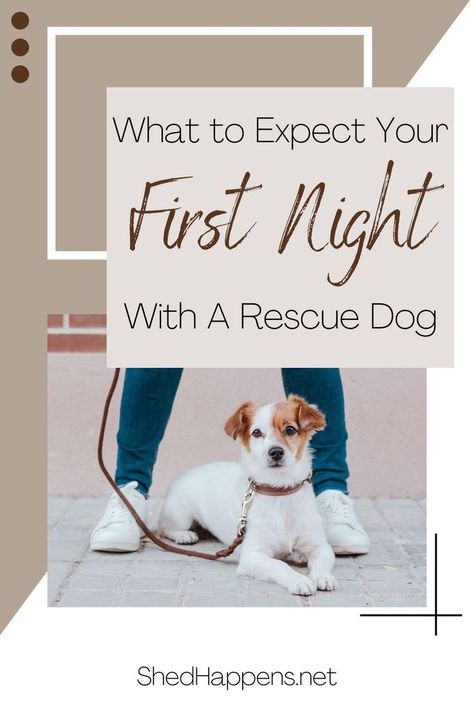 small brown and white dog laying outside with person standing over it holding leash, text states: what to expect your first night with a rescue dog Shelter Dogs Adoption, Dog Care Checklist, Rescue Dogs For Adoption, Rescue Puppies, Foster Dog, Dog Home, Animal Education, Dog Shedding, Purebred Dogs