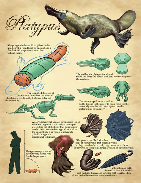 Puggles Platypus, Platypus Fursona, Platypus Sculpture, Platypus Facts, Platypus Drawing, Tips For Drawing, Animal Infographic, Animal Skeletons, Australia Animals