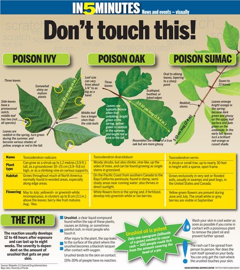 Poison Plants, Poison Ivy Plants, Poison Oak, Ivy Oak, Ivy Plants, Poisonous Plants, Survival Life Hacks, Survival Techniques, Survival Life