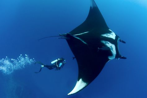 Oceanic Manta Ray, Giant Manta, Creature Marine, Eagle Ray, Manta Rays, Beautiful Sea Creatures, Manta Ray, Ocean Vibes, Whale Shark