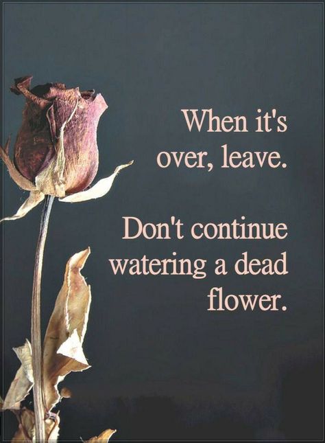 Quotes When it's over, leave. Don't continue watering a dead flower. Flower Quotes, Life Coaching, Quotable Quotes, Reality Quotes, Wise Quotes, Beautiful Quotes, Meaningful Quotes, The Words, True Quotes