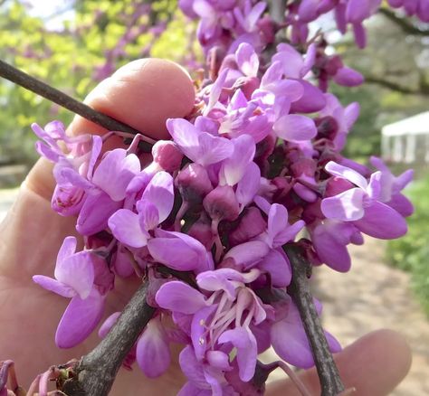 Judas Tree - Tree Guide UK Judas Tree identification Calyx Flowers, Judas Tree, Tree Id, Autumn Leaf Color, Tree Identification, Flower Identification, Family Flowers, Tree Tree, Fall Fruits