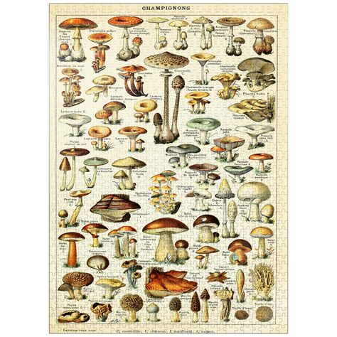 Encyclopedia Illustration, Risograph Poster, Vintage Mushroom, Mushroom Art, Wild Mushrooms, Vintage Poster Art, 1000 Piece Jigsaw Puzzles, Pastel Goth, Retro Poster