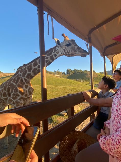 Brown spotted giraffe approaching a dark brown wood trunk in front of green grass and a clear blue sky Safari Park Aesthetic, San Diego Zoo Aesthetic, Zoo Aesthetic With Friends, San Diego California Aesthetic, Zoo Aesthetic, Aquarium Trip, San Diego Aesthetic, California Activities, San Diego Safari Park