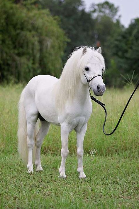 what a beautiful Pony and such a sweet face! ♥♥♥ Falabella Horse, Miniature Ponies, Tiny Horses, Albino Animals, Cute Ponies, Shetland Pony, Pony Horse, Mini Horse, Most Beautiful Horses