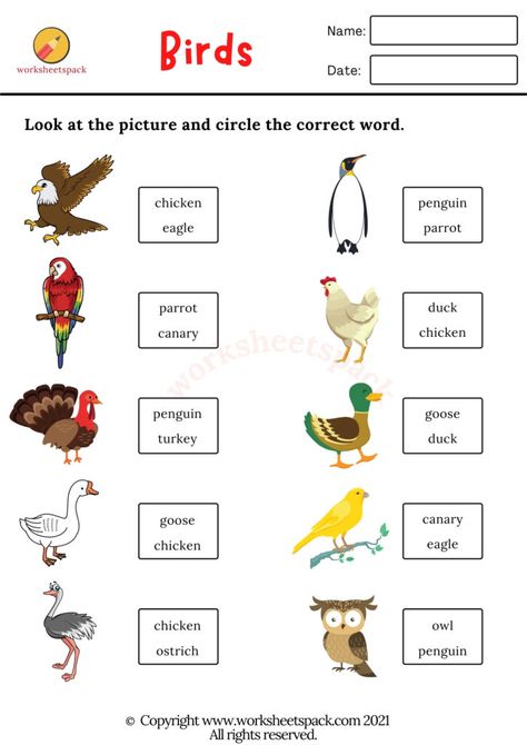 Birds worksheets PDF - Printable and Online Worksheets Pack Bird Worksheets Preschool, Birds Worksheets Kindergarten, Birds Worksheets For Kids, Birds Kindergarten Activities, Bird Worksheet, Culture Worksheet, Birds Name, Action Verbs Worksheet, Diwali For Kids