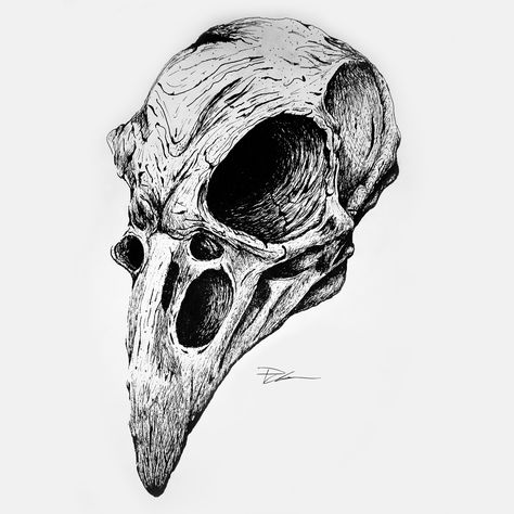 Chicken Skull Drawing, Hawk Skull Drawing, Vulture Skull Drawing, Eagle Skull Drawing, Crow Skeleton Drawing, Creepy Owl Tattoo, Skull Animal Drawing, Inktober Drawings Ideas, Skull Ink Drawing