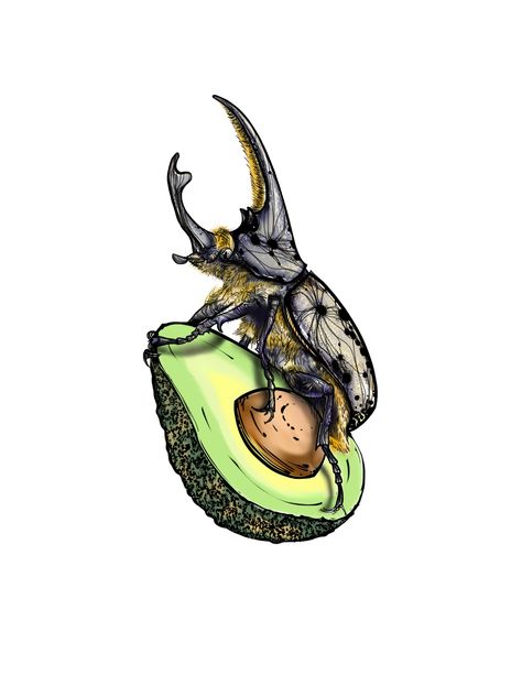 this a rhino beetle on a avocado Rhino Beetle Illustration, Rino Beetle, Rhino Beetle Drawing, Rhinoceros Beetle Tattoo, Rhino Beetle Tattoo, Beetle Drawing, Beetle Illustration, Rhino Beetle, Beetle Tattoo