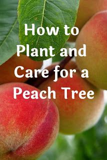 Peach Tree Care, Growing Peach Trees, Fruit Trees Backyard, Planting Fruit Trees, Fruit Tree Garden, Growing Fruit Trees, Peach Tree, Backyard Farming, Home Vegetable Garden