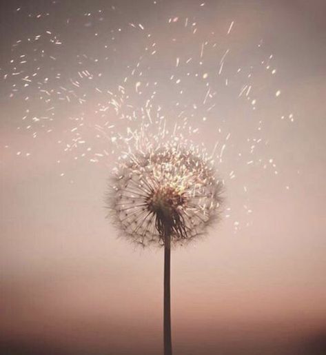 Pin de Gabriella RaSo em Fleurs | Arte da fotografia, Papel de parede com citações, Imagens inspiradoras Dandelion Magic, Wallpaper Macbook, A Dandelion, Sunflower Wallpaper, Desktop Wallpapers Backgrounds, Backgrounds Phone Wallpapers, Tumblr Wallpaper, Cute Wallpaper Backgrounds, Screen Wallpaper