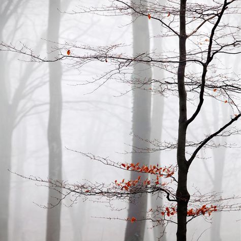 Misty beeches, Micheldever, Hampshire. Paul Sansome, landscape photographer Fog Photography, Hampshire England, I Love Rain, Landscape Photography Tips, Encaustic Art, The Mist, The Fog, Tree Drawing, Landscape Photographers