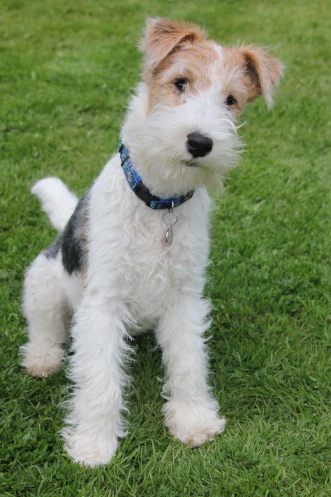 Fox Terrier Puppy, Wirehaired Fox Terrier, Patterdale Terrier, Norfolk Terrier, Toy Fox Terriers, Yorkie Terrier, Welsh Terrier, Silky Terrier, Terrier Breeds