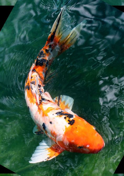 Koi Fish Photos, Koi Fish Reference Photo, Real Koi Fish, Koi Fish Real, Koi Fish Side View, Koi Fish Pictures, Koi Fish Reference, Fish Reference Photo, Pretty Koi Fish