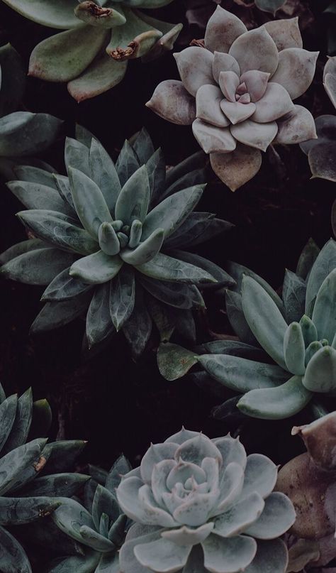 P PUBLICAÇÕES Succulents Wallpaper, Wallpaper Dark, Succulent, Wall, Nature