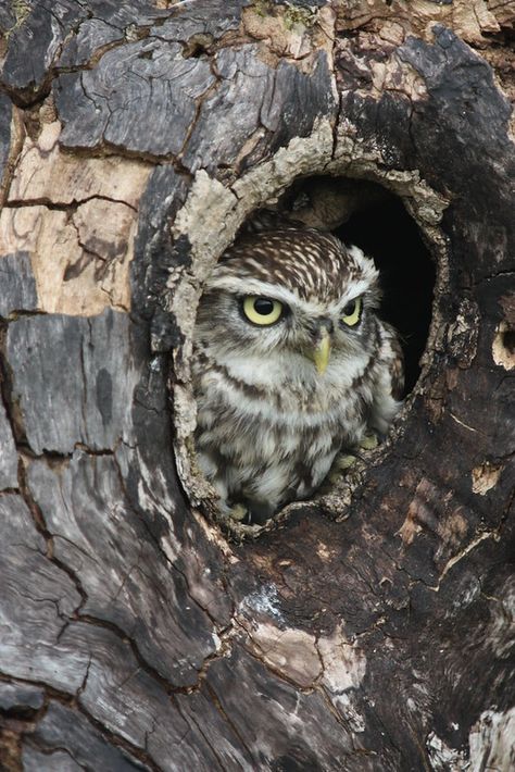 Little owl in tree wood hole | Neil Smith | Flickr Owl In Tree, Tree Hole, Osprey Farpoint, Owl Bags, Owl Artwork, Funny Owls, Cabin Suitcase, Owls Drawing, Owl Crafts