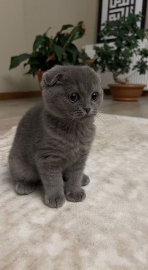 Grey Munchkin Cat, Gray Scottish Fold Cat, Scottish Fold Kitten Grey, Scottish Fold Cat Aesthetic, Scottish Fold Cat Grey, Munchkin Cat Scottish Fold, Grey Cat Breeds, Scottish Fold Kitten, Scottish Fold Kittens