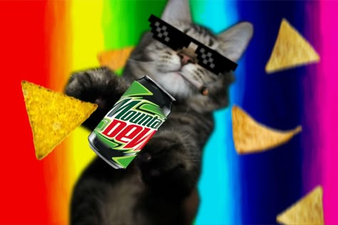 2010s Internet, Internet Core, Internet Nostalgia, Nostalgia 2000s, 2010s Nostalgia, Silly Kitties, Scene Core, Nyan Cat, Rawr Xd