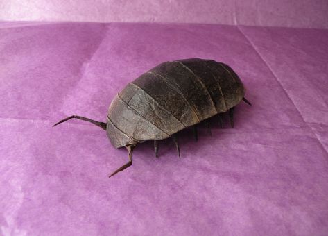 Insect Paper Craft, Beetle Paper Craft, Insect Origami, Bug Models Architecture, 3d Paper Insects, Origami Insects, Creative Origami, Alien Plants, Origami Artist