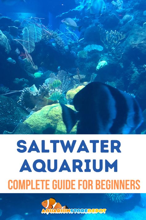 SALTWATER AQUARIUM Saltwater Tank Setup, Aquarium Store, Aquarium Set, Aquarium Maintenance, Saltwater Fish Tanks, Saltwater Fish, Saltwater Tank, Fish Care, Reef Tank