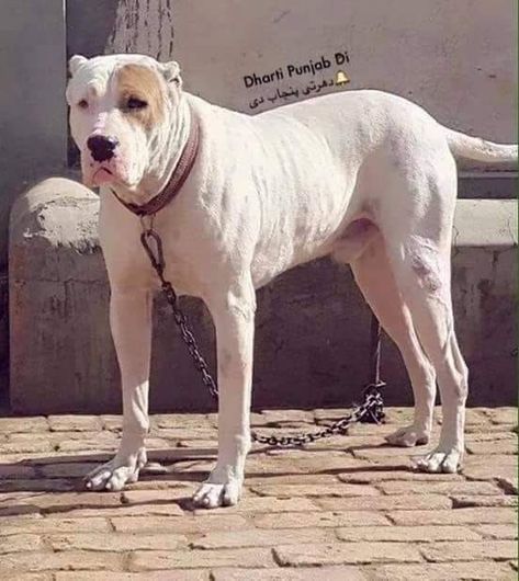 Pakistani Bully Dog, Dog Breeds Big, Bully Kutta, Worlds Largest Dog, Dog Bully, Anime Puppy, Biggest Dog, Bully Dogs, Bully Breeds Dogs