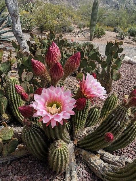 Foto de Sin título - Google Fotos Prickly Pear Flowers, Red Cactus, Cactus Paintings, Cactus Photography, Fall Gardening, Garden Tattoo, Arizona Cactus, Planting Tips, Blooming Cactus