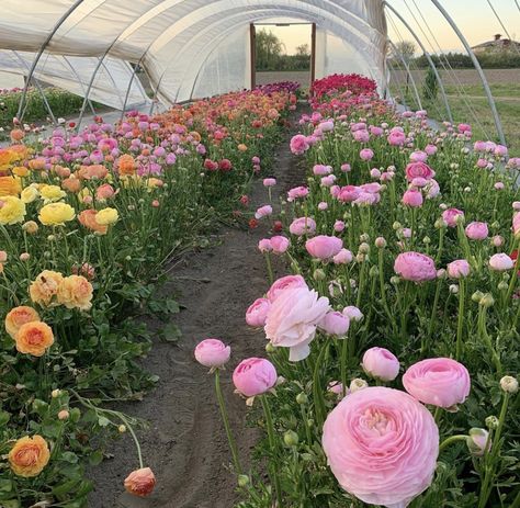 Erin Benzakein, Cottagecore Garden, Hoop House, Herb Farm, Tulips Garden, Flower Farmer, Diy Backyard Landscaping, Garden Pictures, Pretty Plants